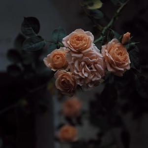 精品一级毛片A久久久
